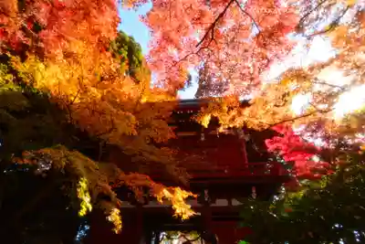 本土寺(千葉県)