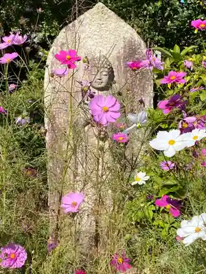般若寺 ❁﻿コスモス寺❁(奈良県)
