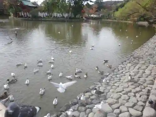 鶴岡八幡宮の庭園