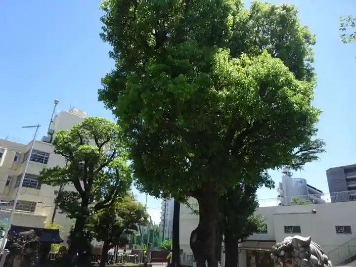 お三の宮日枝神社の自然