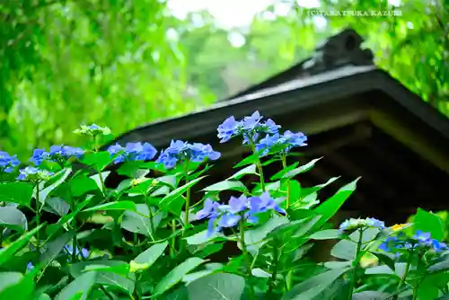 明月院(神奈川県)
