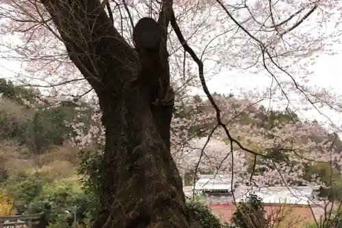 菅布禰神社の自然