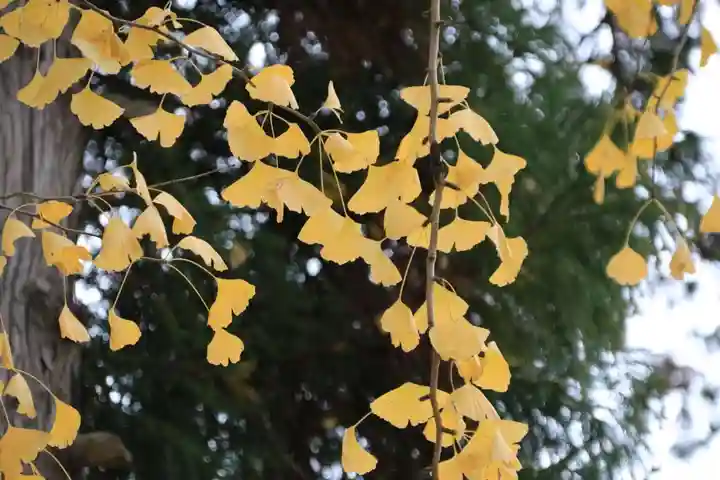 阿久津「田村神社」(郡山市阿久津町)旧社名:伊豆箱根三嶋三社の庭園