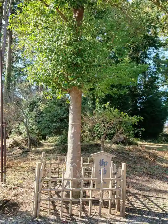諏訪神社の自然