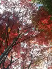 紅葉八幡宮の自然