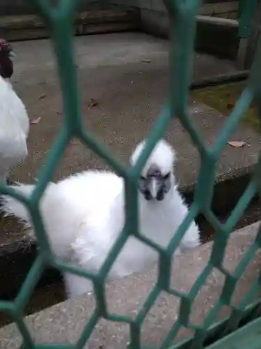 阿智神社の動物