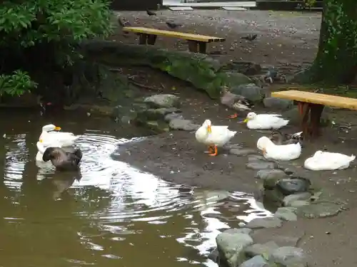 平塚八幡宮の動物