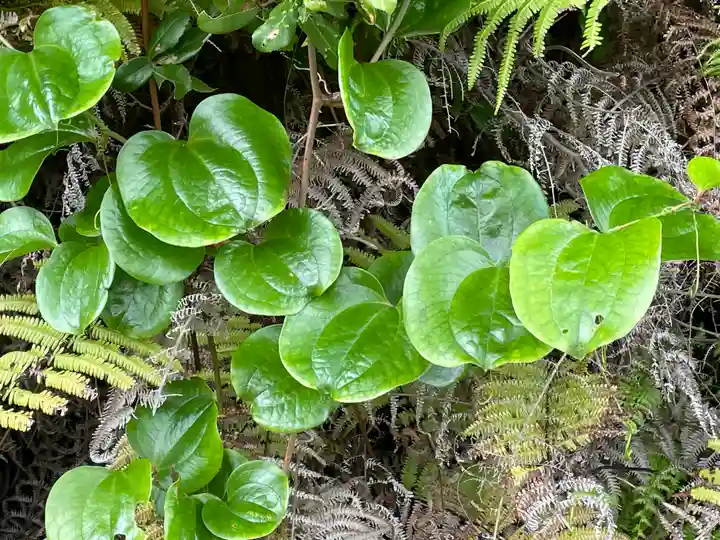 奈加美神社の自然