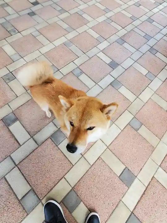 崇真寺(開運犬り切不動尊)の動物
