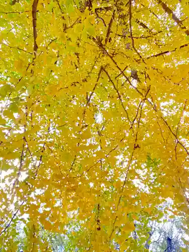 三栖神社(京都府)