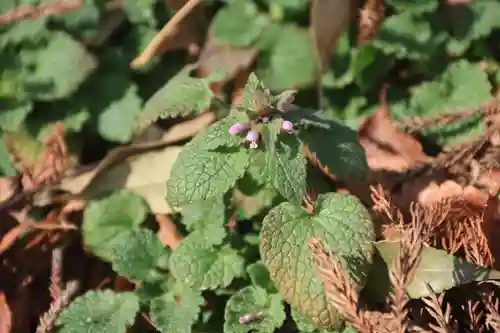 田村神社の自然