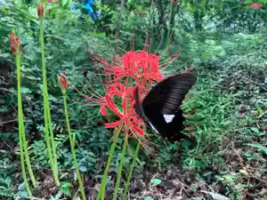 普門寺(切り絵御朱印発祥の寺)(愛知県)(2023年09月20日(水) 20時37分50秒投稿)