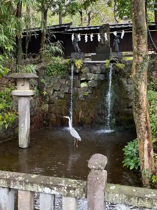 深大寺の動物