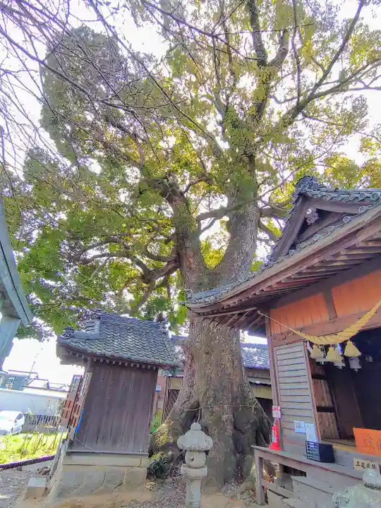 関川社(赤坂町)の自然