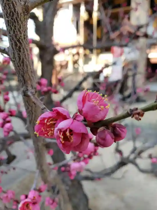 諏訪神社の自然