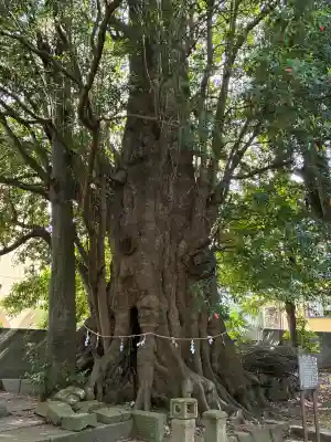 下多賀神社の{uncategorized: "未分類", other: "その他", undefined: "問題あり", building: "その他建物", grave: "お墓", sacred_gate: "鳥居", guardian: "狛犬", statue: "像", buddha: "仏像", history: "歴史", nature: "自然", garden: "庭園", animal: "動物", pagoda: "塔", temizu: "手水舎", mountain_gate: "山門・神門", sanctuary: "本殿・本堂", subordinate: "末社・摂社", art: "芸術", scenery: "景色", jizo: "地蔵", ema: "絵馬", goshuin: "御朱印", omikuji: "おみくじ", items: "授与品その他", amulet: "お守り", goshuincho: "御朱印帳", eats: "食事", festival: "お祭り", votive_dance: "神楽", shichigosan: "七五三参", wedding: "結婚式", experience: "体験その他", initially: "初詣", around: "周辺", anti_infection: "感染症対策"}