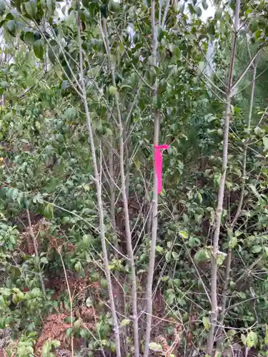 河上神社の自然