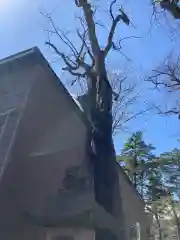 手稲神社の建物その他