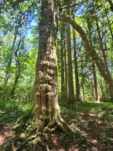 戸隠神社奥社(長野県)