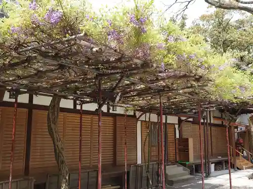 白峯神宮の自然