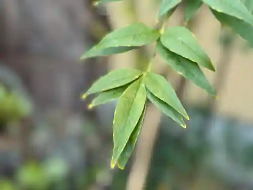 西方山極楽寺(岐阜県)