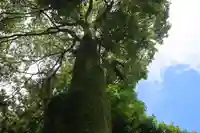 隠津島神社の自然