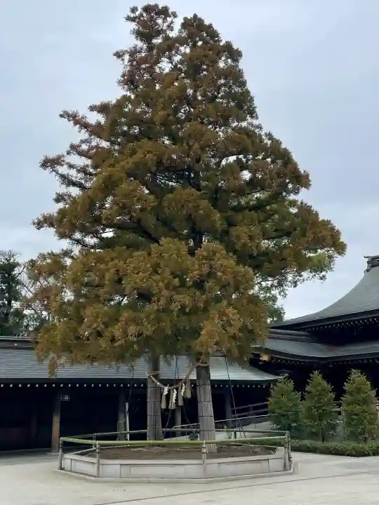 寒川神社の{uncategorized: "未分類", other: "その他", undefined: "問題あり", building: "その他建物", grave: "お墓", sacred_gate: "鳥居", guardian: "狛犬", statue: "像", buddha: "仏像", history: "歴史", nature: "自然", garden: "庭園", animal: "動物", pagoda: "塔", temizu: "手水舎", mountain_gate: "山門・神門", sanctuary: "本殿・本堂", subordinate: "末社・摂社", art: "芸術", scenery: "景色", jizo: "地蔵", ema: "絵馬", goshuin: "御朱印", omikuji: "おみくじ", items: "授与品その他", amulet: "お守り", goshuincho: "御朱印帳", eats: "食事", festival: "お祭り", votive_dance: "神楽", shichigosan: "七五三参", wedding: "結婚式", experience: "体験その他", initially: "初詣", around: "周辺", anti_infection: "感染症対策"}