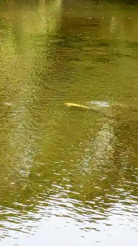 菊田神社の動物