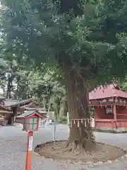 薬師寺八幡宮(栃木県)