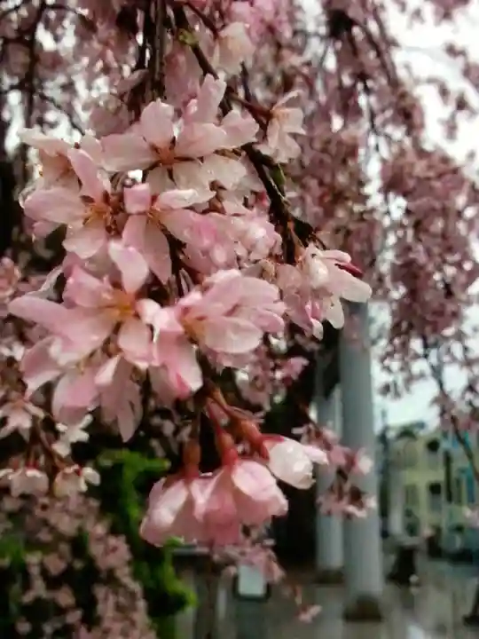 阿佐ヶ谷神明宮(東京都)