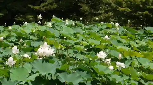 半木神社（賀茂別雷神社境外末社）の自然