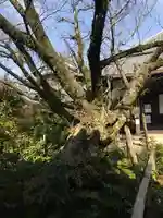 木食寺安祥院の自然