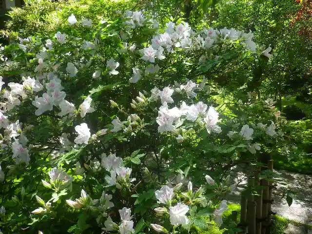 安國論寺(安国論寺)の自然