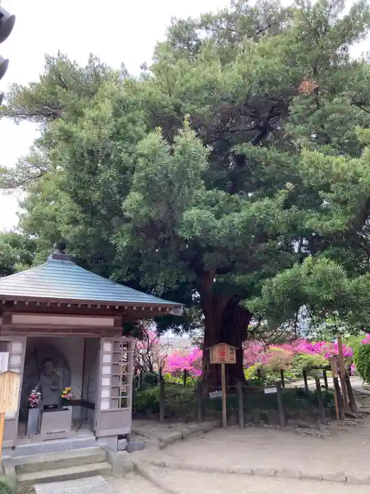 安養院 (田代寺)(神奈川県)