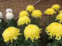 常陸國總社宮の自然