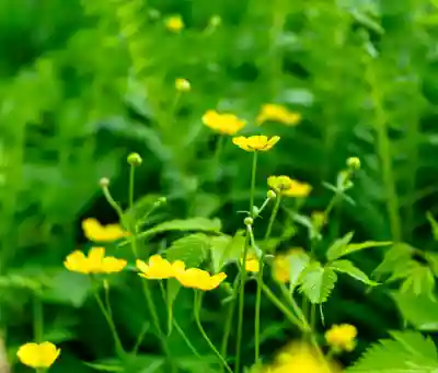 白山比咩神社　奥宮(石川県)