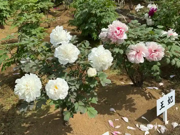 西新井大師総持寺の{uncategorized: "未分類", other: "その他", undefined: "問題あり", building: "その他建物", grave: "お墓", sacred_gate: "鳥居", guardian: "狛犬", statue: "像", buddha: "仏像", history: "歴史", nature: "自然", garden: "庭園", animal: "動物", pagoda: "塔", temizu: "手水舎", mountain_gate: "山門・神門", sanctuary: "本殿・本堂", subordinate: "末社・摂社", art: "芸術", scenery: "景色", jizo: "地蔵", ema: "絵馬", goshuin: "御朱印", omikuji: "おみくじ", items: "授与品その他", amulet: "お守り", goshuincho: "御朱印帳", eats: "食事", festival: "お祭り", votive_dance: "神楽", shichigosan: "七五三参", wedding: "結婚式", experience: "体験その他", initially: "初詣", around: "周辺", anti_infection: "感染症対策"}