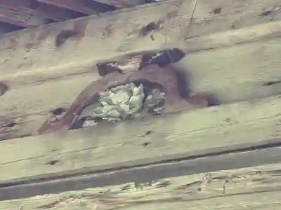 安久津八幡神社(山形県)