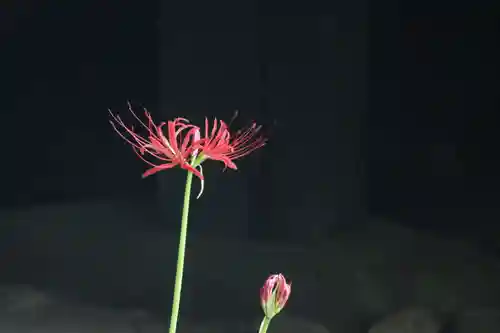 国宝 大法寺の自然