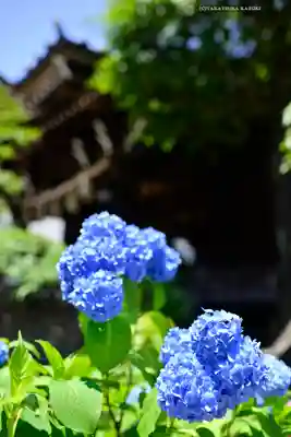 白山神社(東京都)