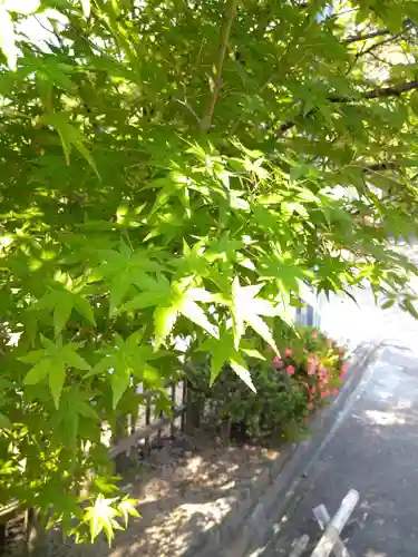 阿智神社の自然