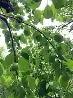 弘道館鹿島神社(茨城県)