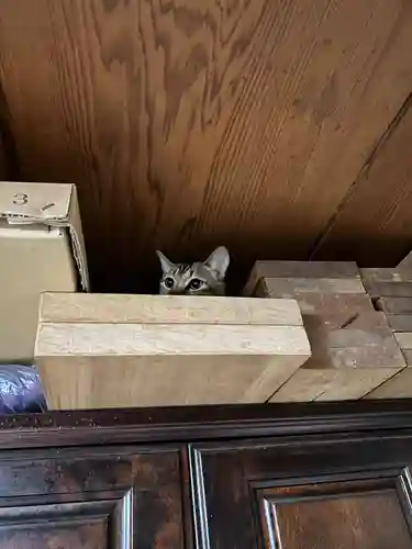 🌸乙部八幡神社の動物