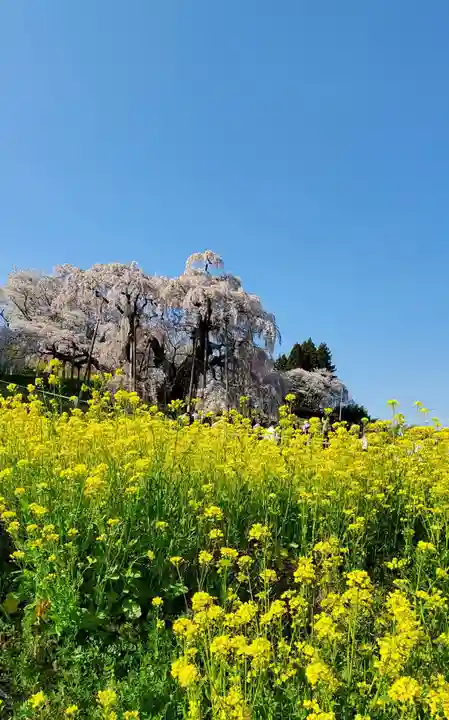 瀧桜神明宮(福島県)