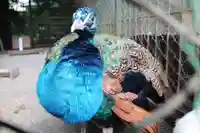 岩槻久伊豆神社(埼玉県)