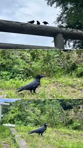 山上大神宮(北海道)