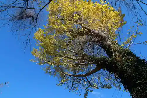 養蚕神社の自然