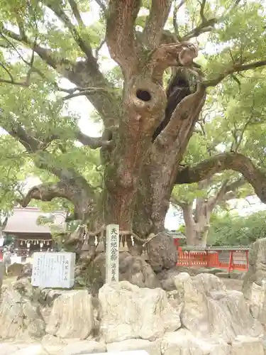 宇美八幡宮の自然