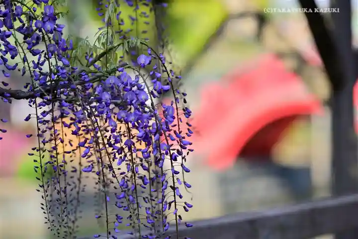 亀戸天神社の自然