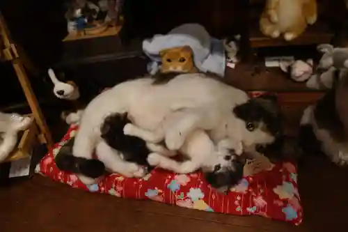 猫猫寺の動物